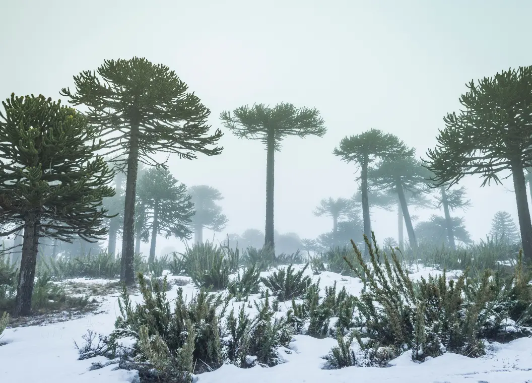 Qué hacer en Región de La Araucanía